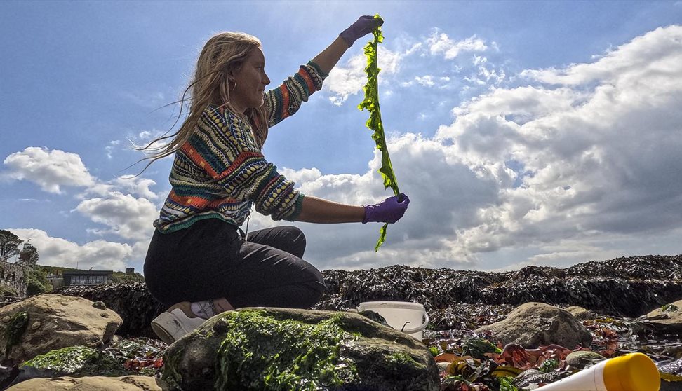 A woman sits on a beach holding up a large piece of seaweed