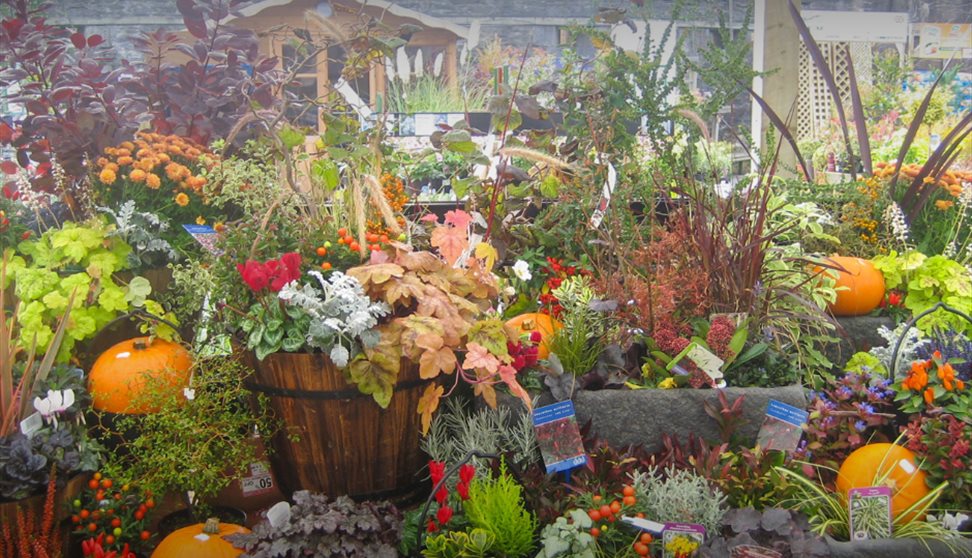 Autumnal plant display with pumpkins placed within.