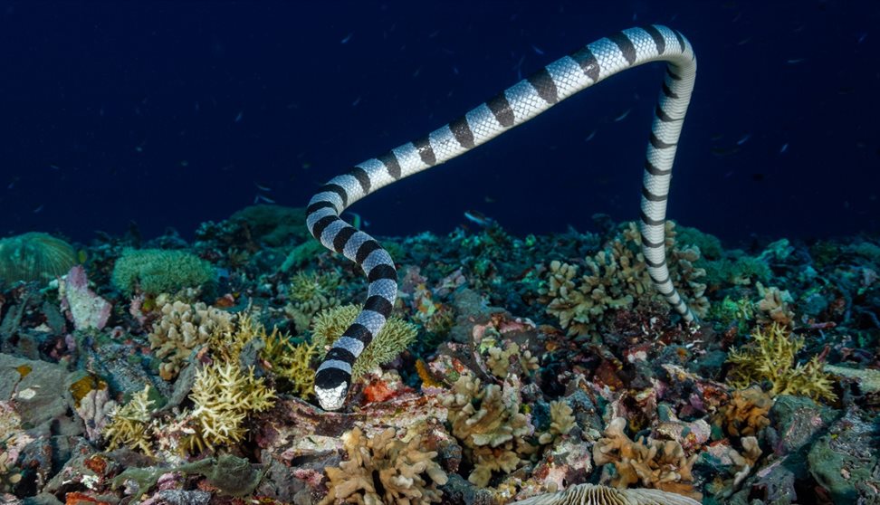 PlyMSEF Annual Spring Public Lecture 2018 - Science Bites and Snake Bites