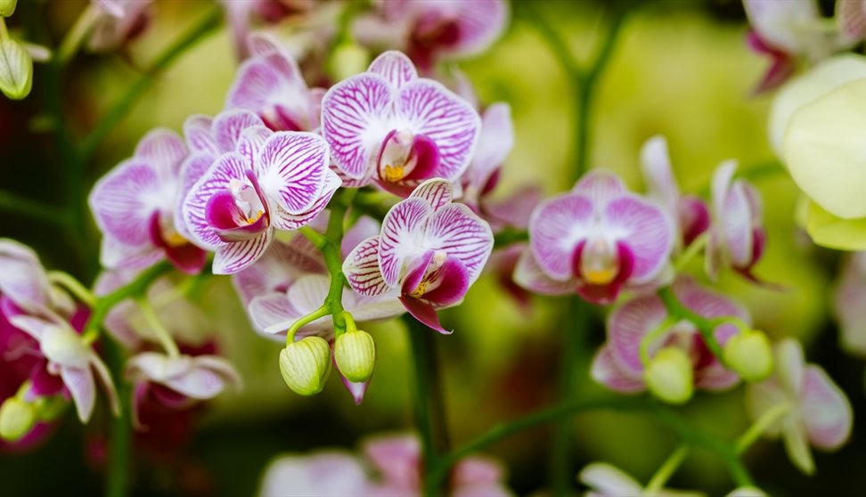 The Cabaret of Plants - Botany and the Imagination