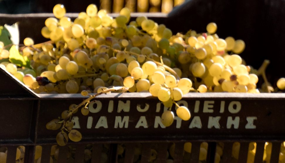 sun-kissed crate of wine grapes