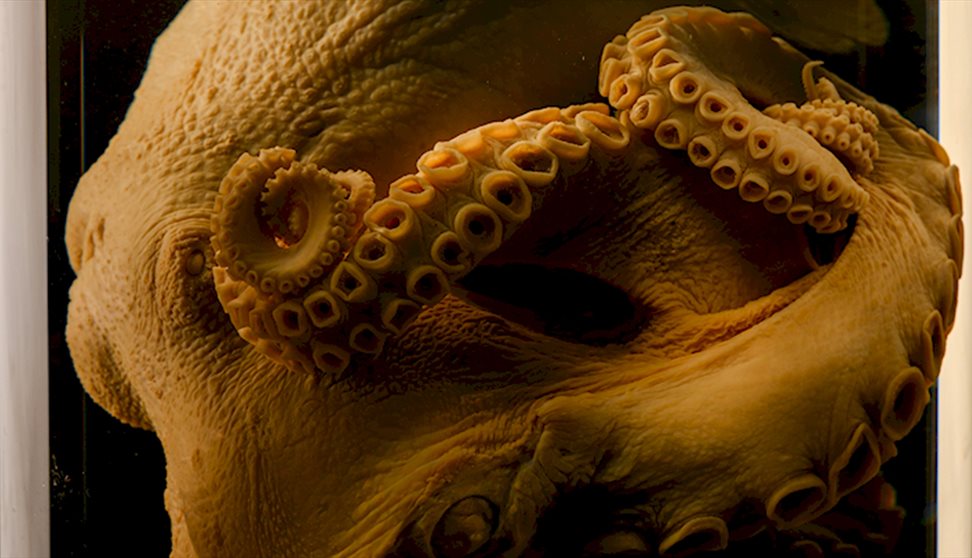 Halloween: Creepy Creatures of the Deep