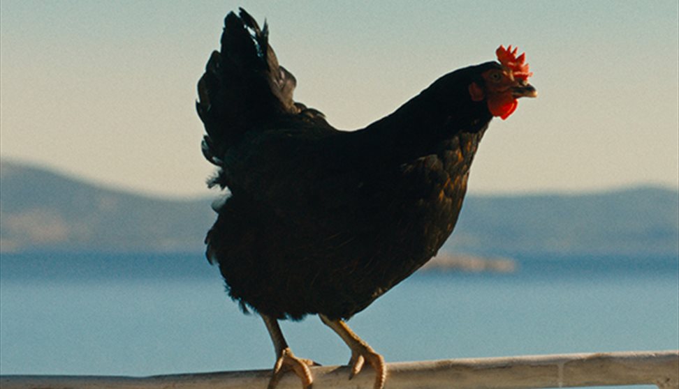 Hen (15)