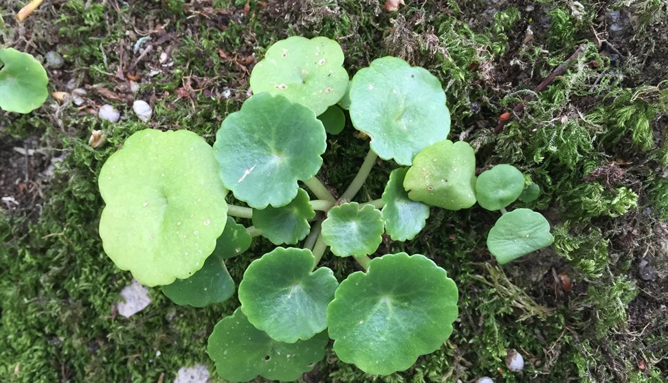 Spring Foraging Course