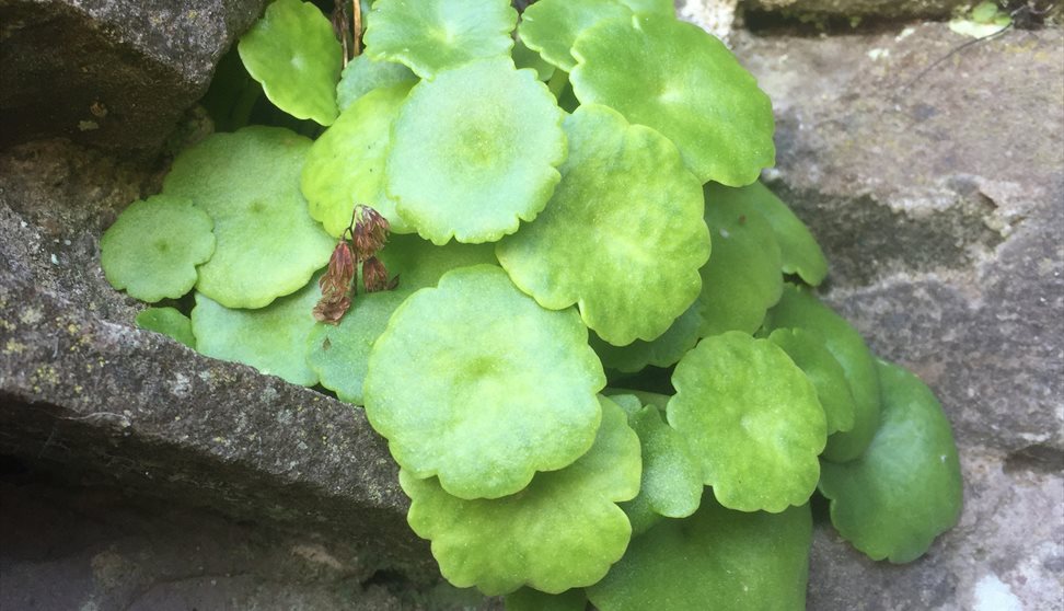 Dartmoor Foraging Courses