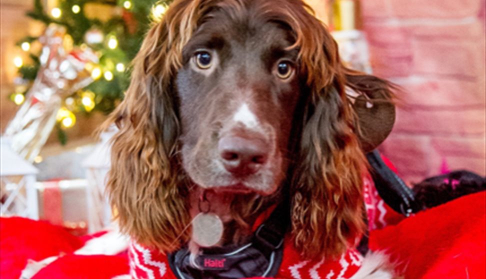 Doggy Christmas Market