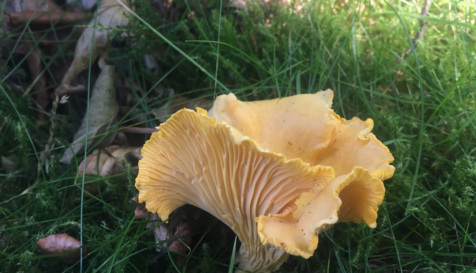 Dartmoor Autumn Foraging Course