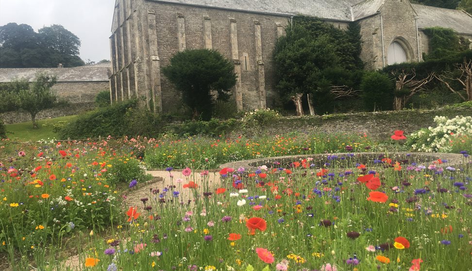 Wildflowers in front of the Great Barn at Buckland Abbey