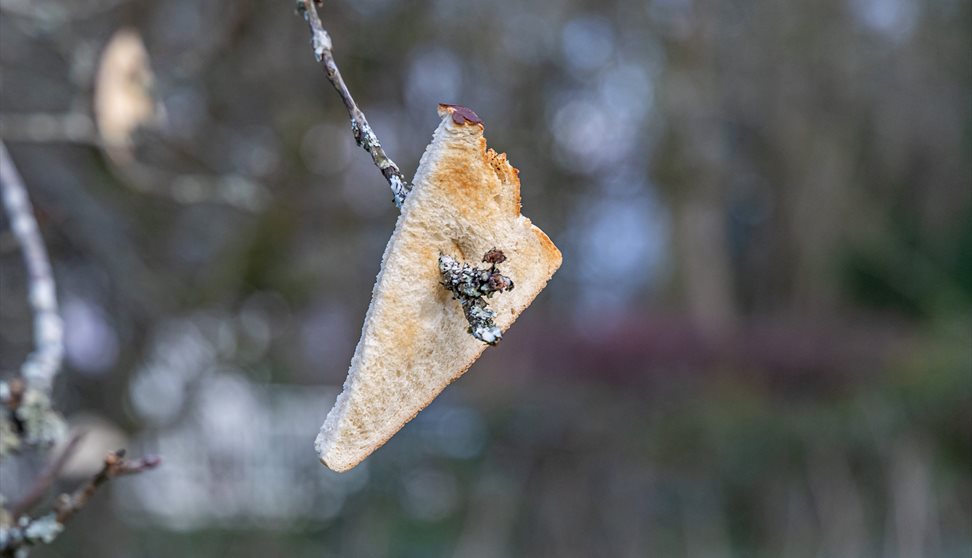 A piece of toast places on the branches of a tree for a wassail