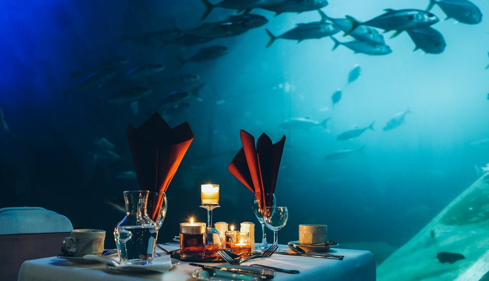 Dine at the Aquarium