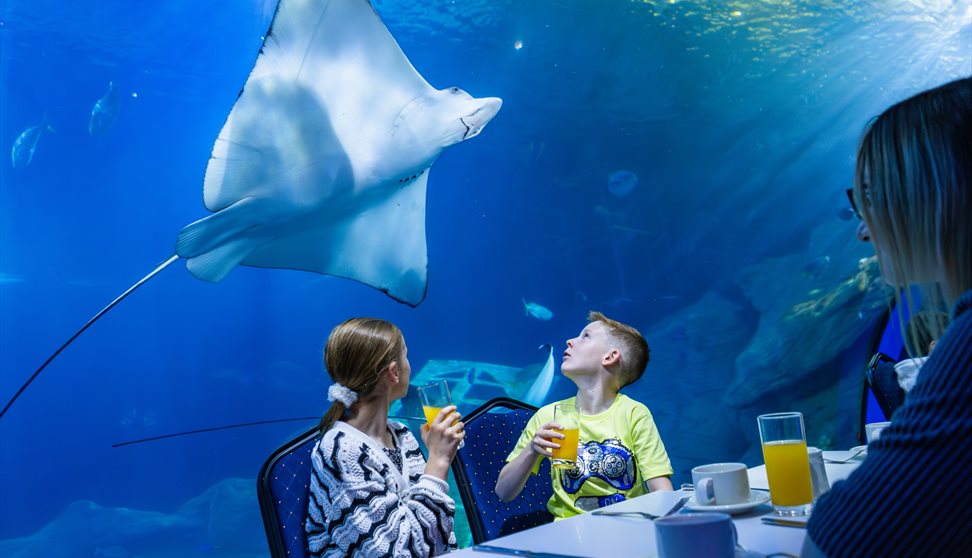 Two children, drinking juice with their family, looking up at a stingray in the UK's deepest tank.