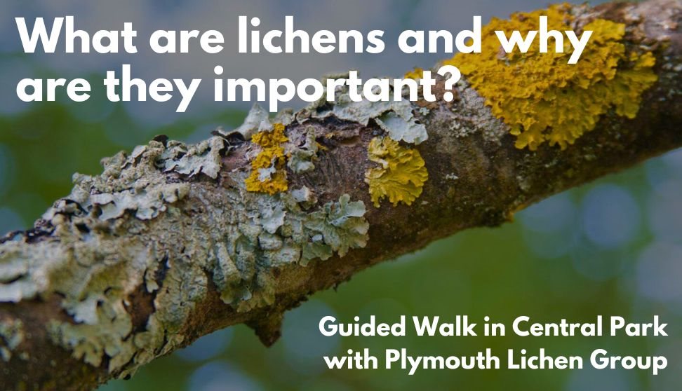 What are Lichens and why are they important?  Guided walk