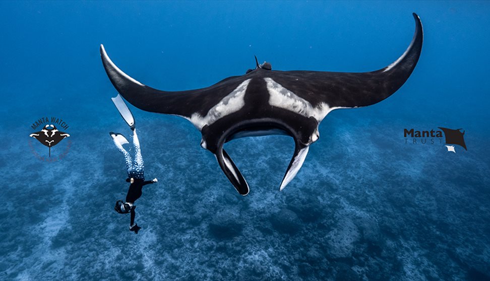 A Journey Into Manta Ray Conservation