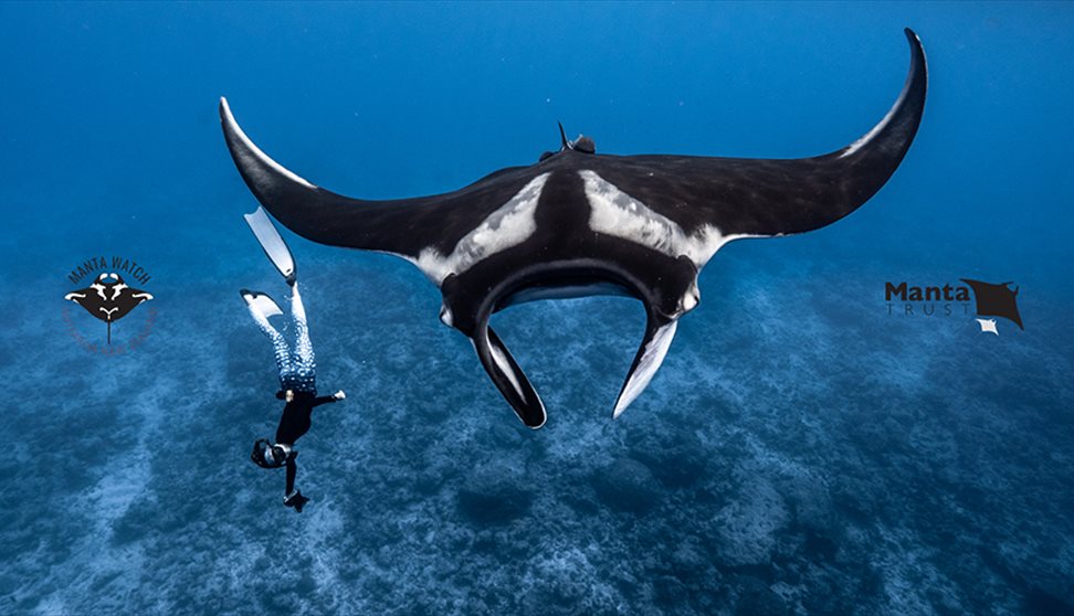 Guide to the Manta and Devil Rays of the World