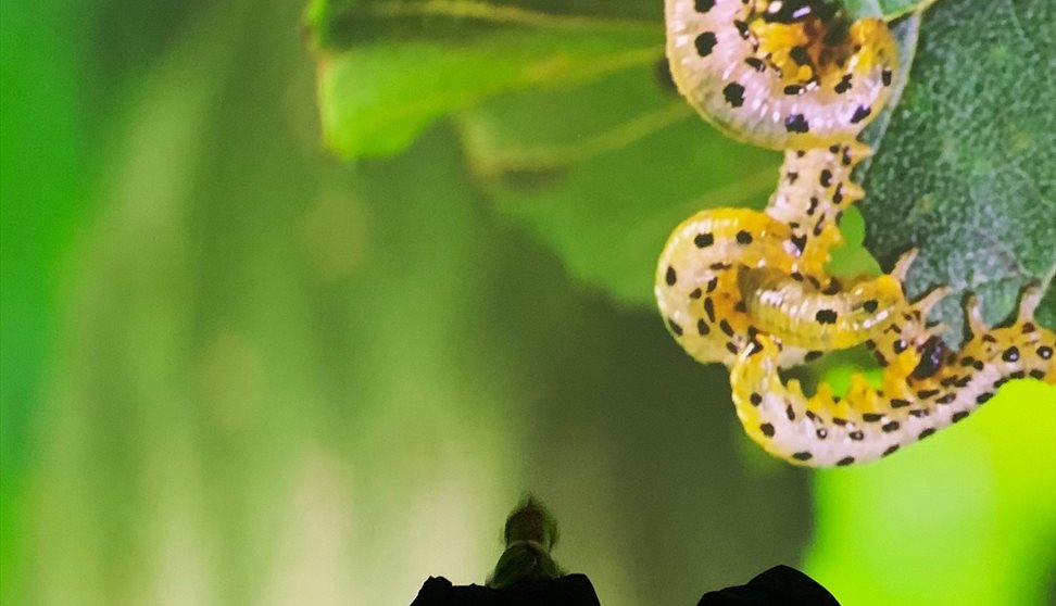 BUGS: A Rainforest Adventure - Immersive Dome Experience