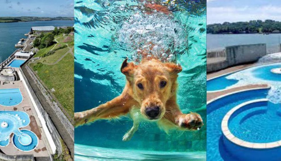 Mount Wise Dog Swim