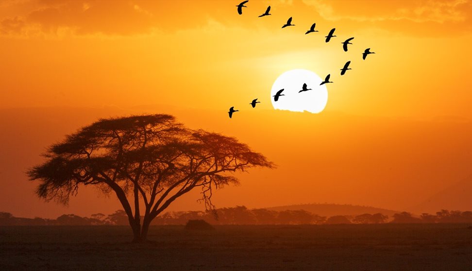 Creative writing and the Planet