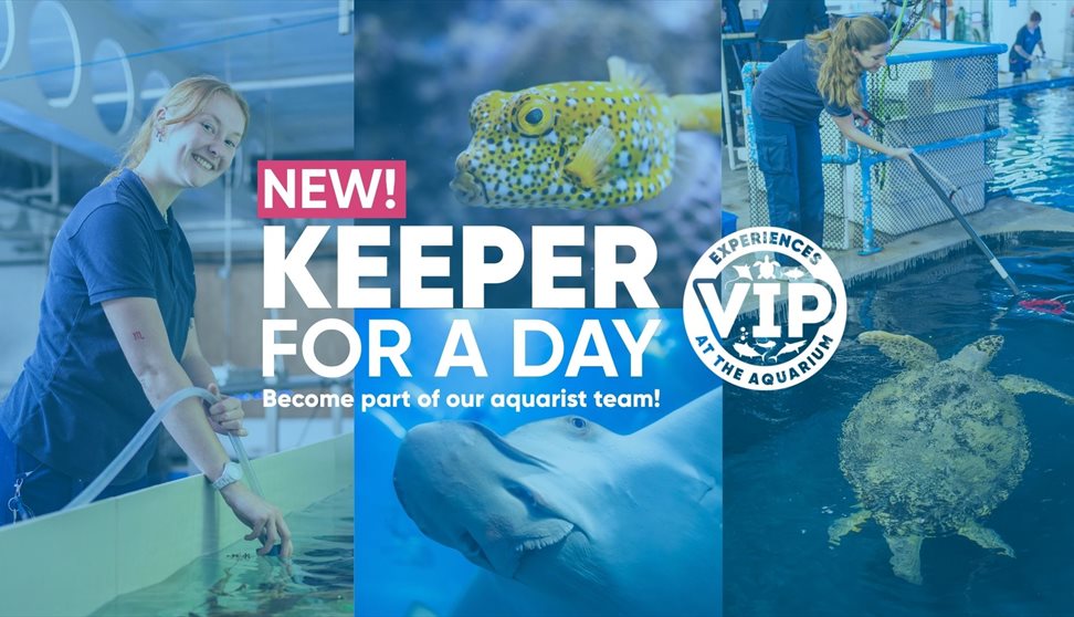 Keeper for a Day at the Aquarium