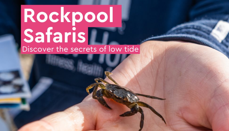 Rockpool Safari with the Ocean Conservation Trust