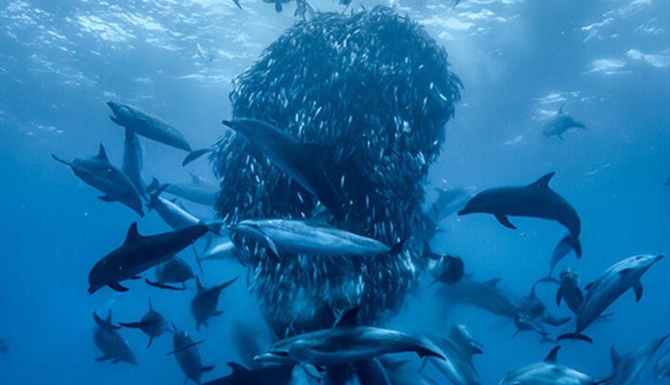 Ocean with David Attenborough (PG) + Short Films