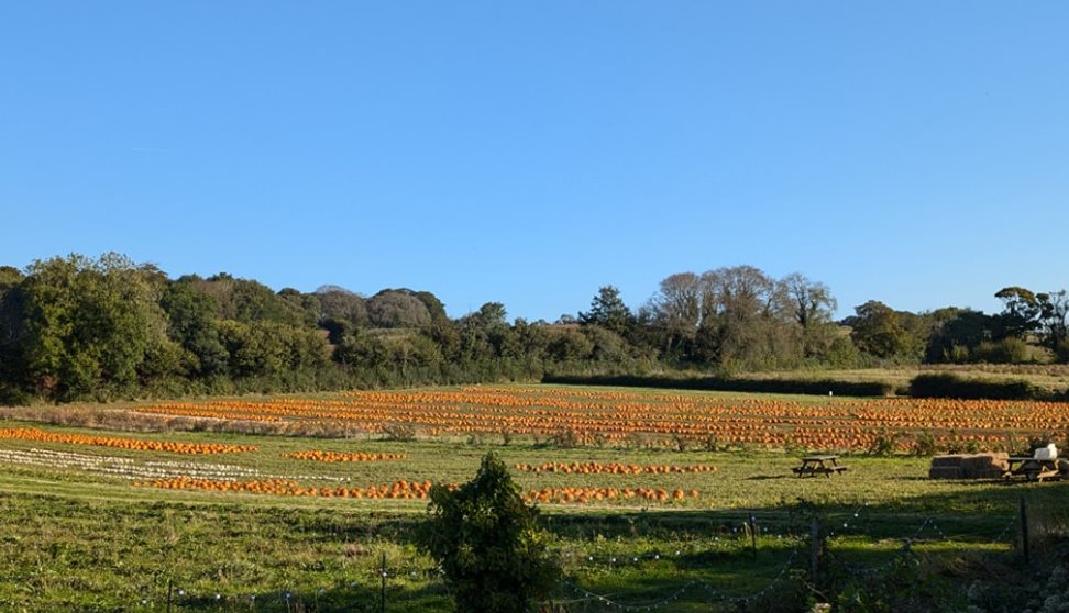 Pip's Pick Your Own Pumpkins