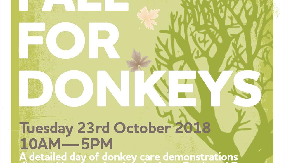 Fall for Donkeys