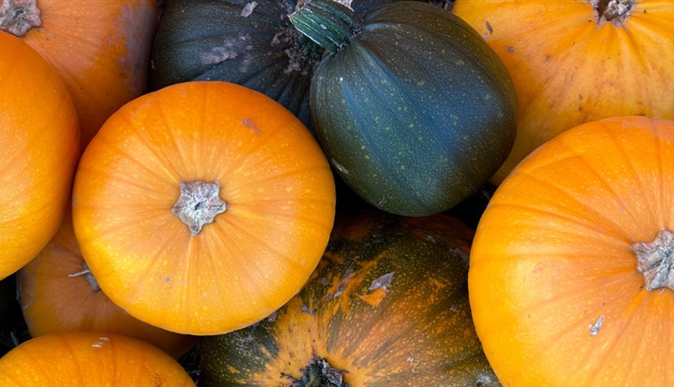 Pumpkins of different colours