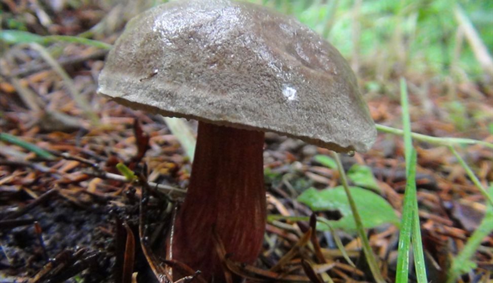 Dartmoor Summer Foraging Courses