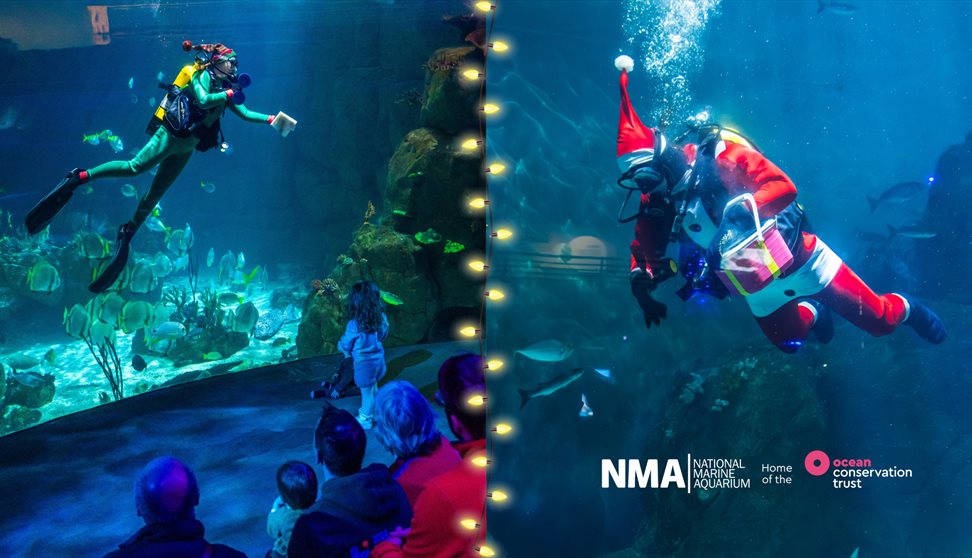 Santa Dives at the National Marine Aquarium