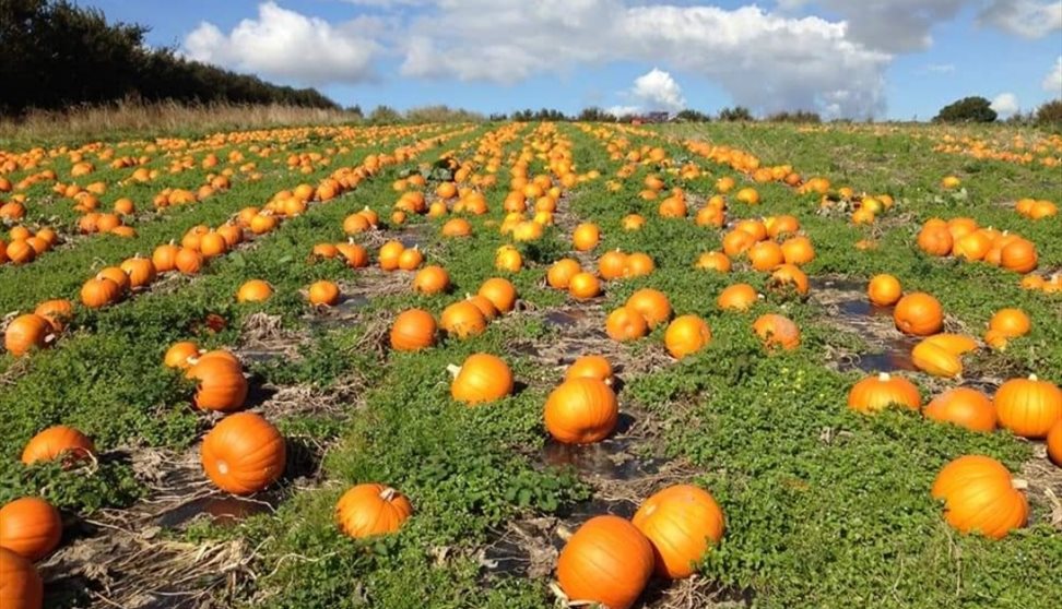 South Devon Pumpkin Patch !