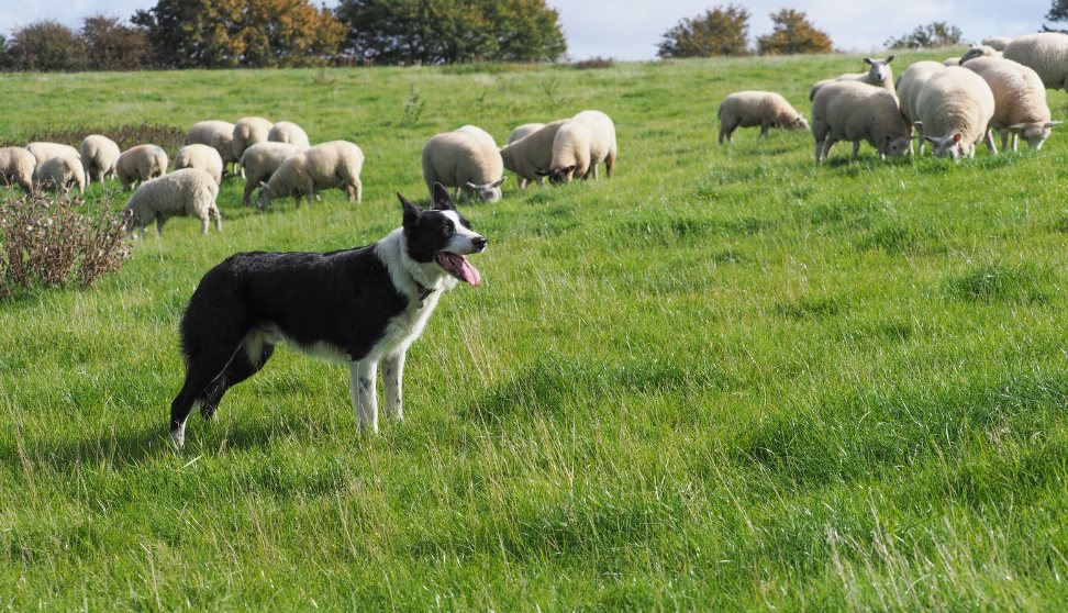 English National Sheepdog Trail and Country Fair