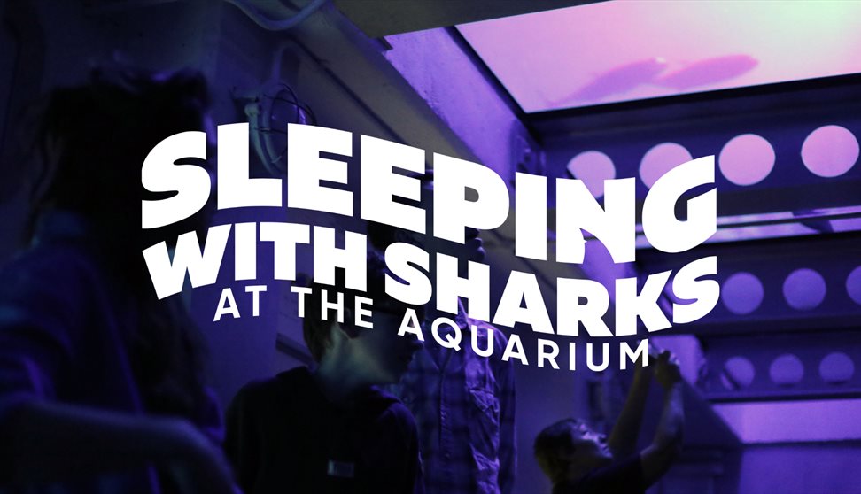 Sleeping with Sharks at The Aquarium - SOLD OUT