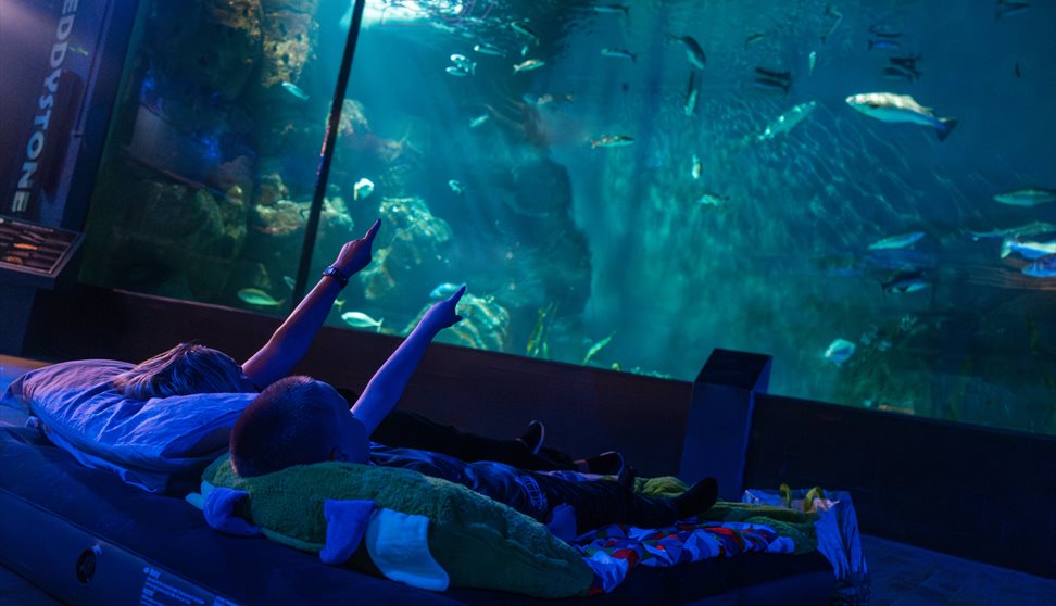 Sleeping with the Sharks at National Marine Aquarium in Plymouth UK