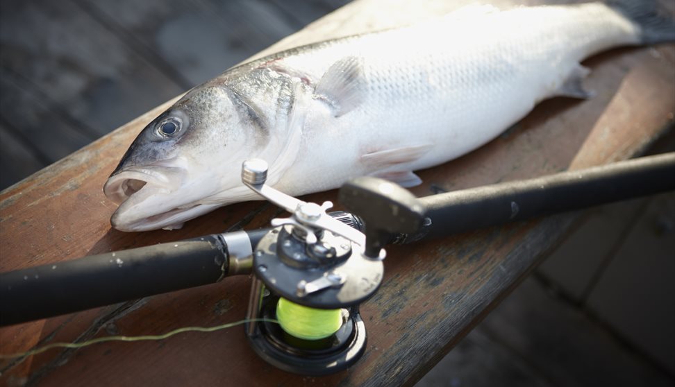 Cook Your Catch