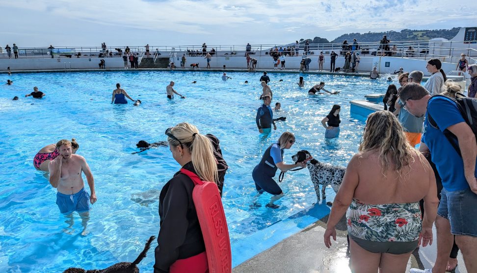 Tinside Lido Doggy Swim