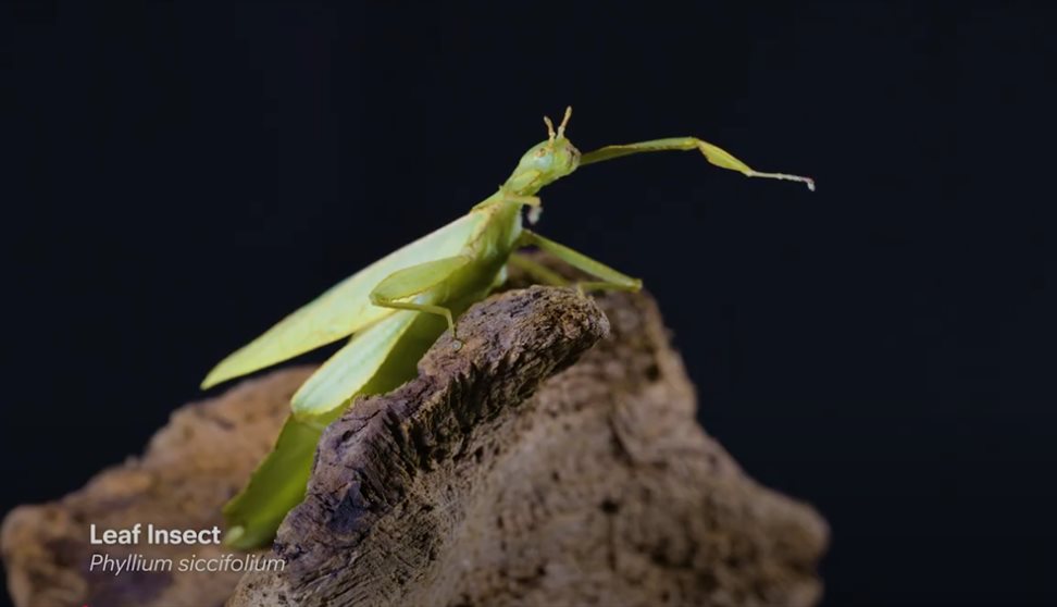 Photograph of a leaf cutter insect
