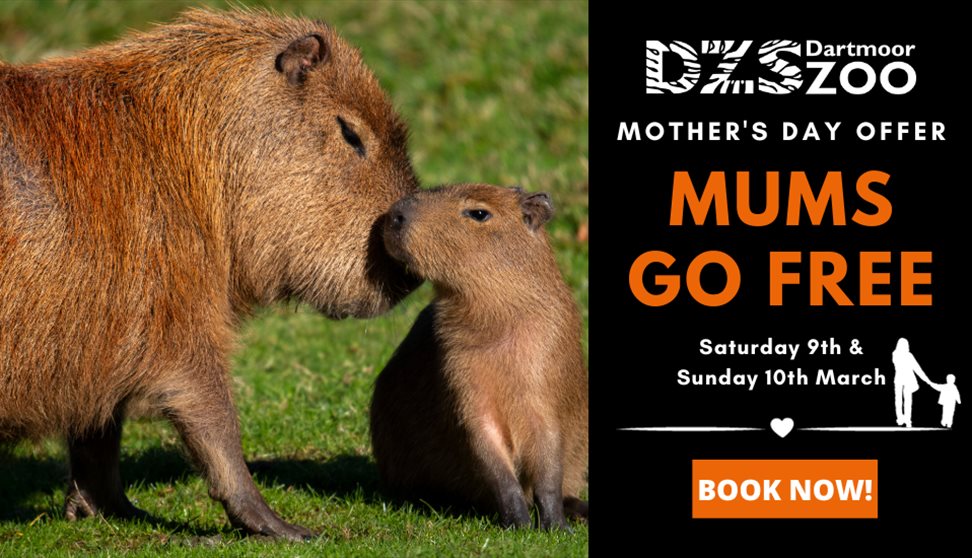Mothers Go Free at Dartmoor Zoo