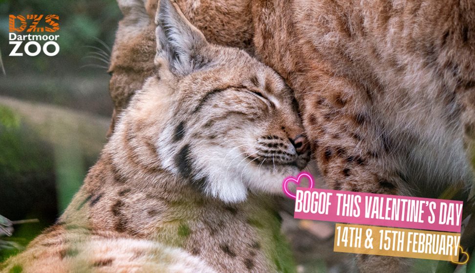 BOGOF Valentine's Day at Dartmoor Zoo