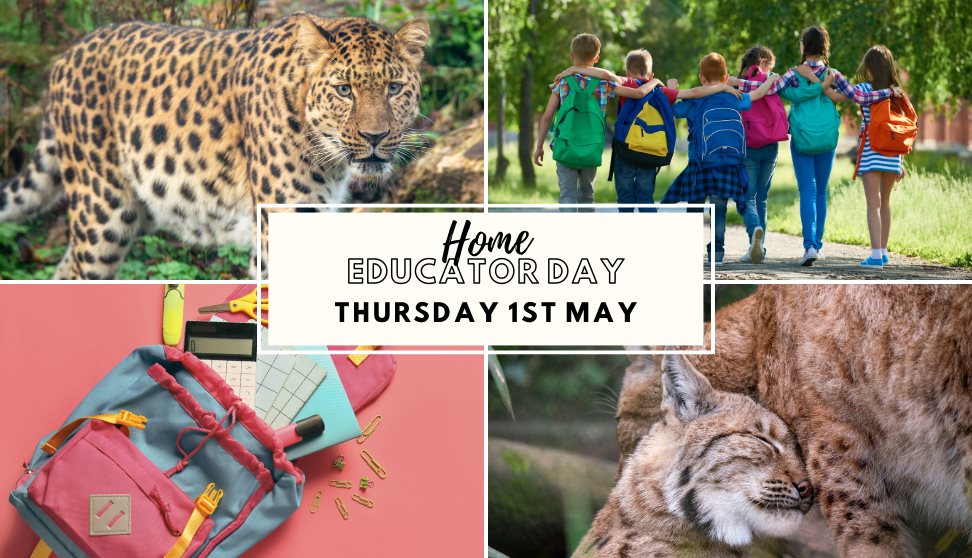 Home Educator Day - Creativity