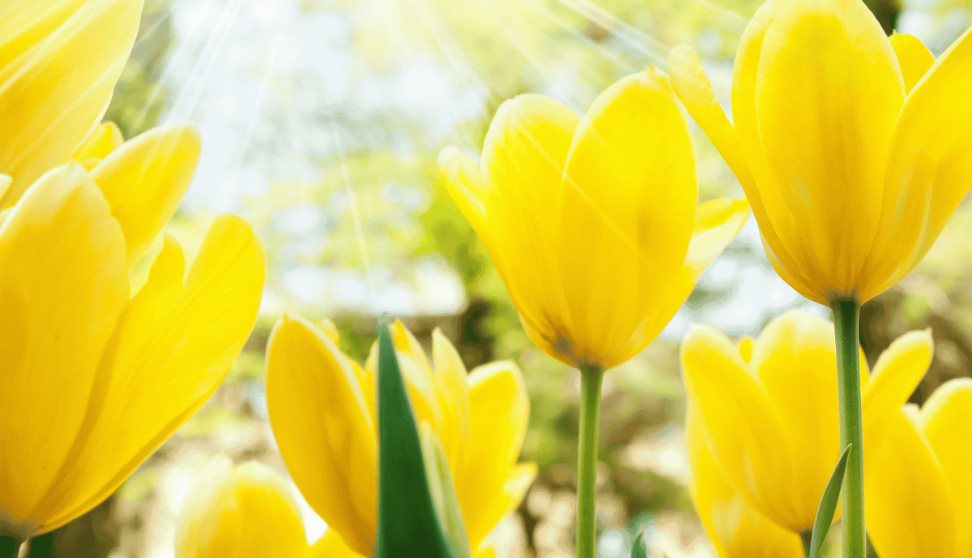 Easter Carvery at China Fleet Country Club