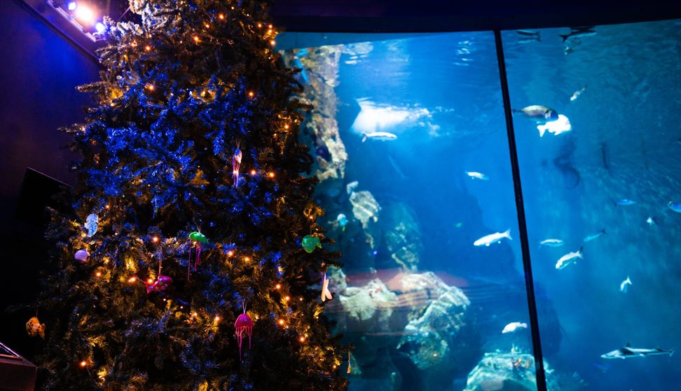 A 6 foot Christmas tree in front of the Eddystone reef habitat in the National Marine Aquarium