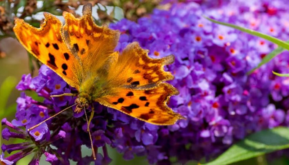 Close up/Macro