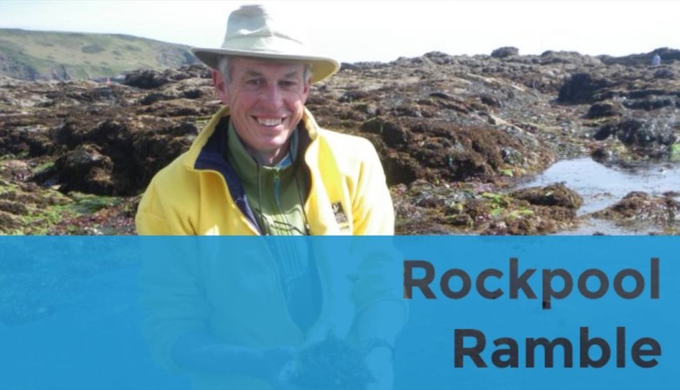 Rockpool Safari
