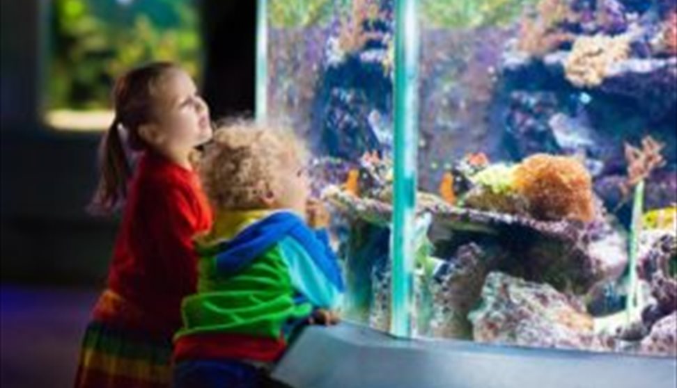 Wild about Plymouth: Aquarium Evolving