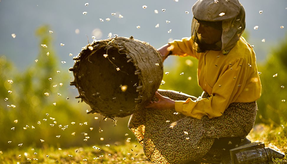 Film: Honeyland