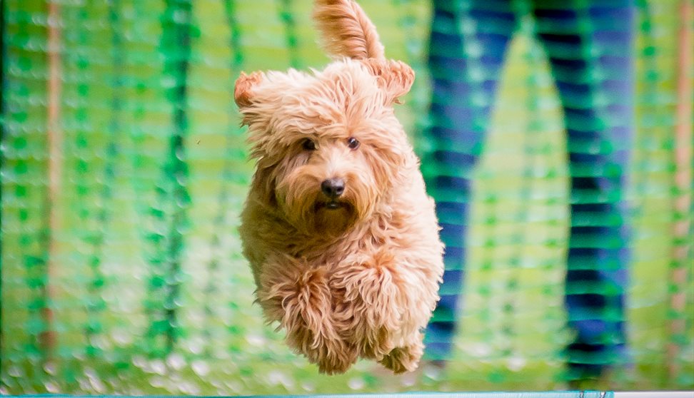 The Big Doggy Day Out Summer Festival
