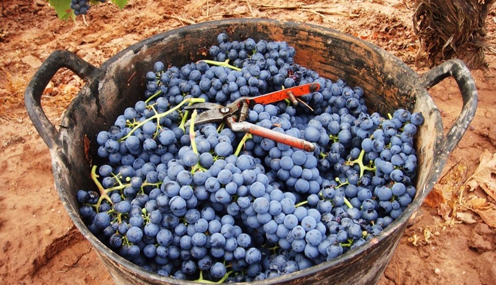 Bodegas Paco Garcia Meet The Winemaker