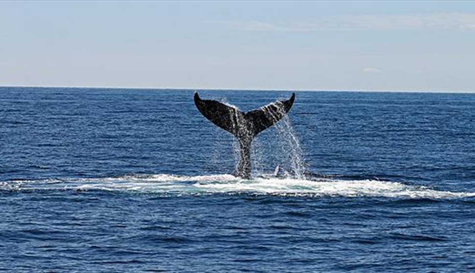 The Whale's Tale