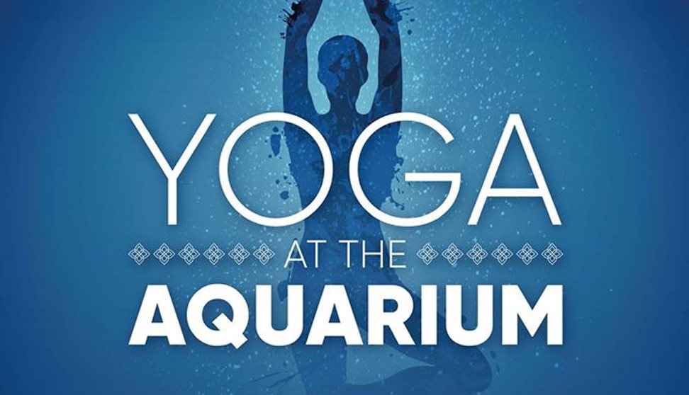 Yoga at the Aquarium