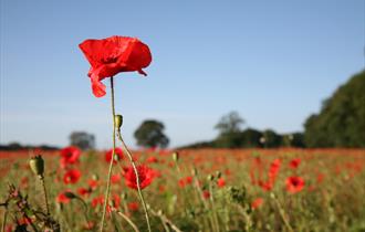 Wild poppies growing in a crop field at Newark Park, Gloucestershire